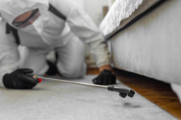 Professional Bed Bug Control technician working in Hidalgo, TX